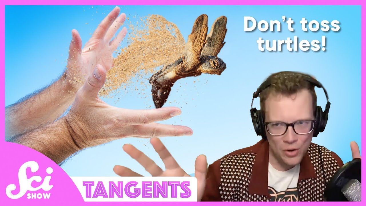 Turtles | SciShow Tangents Podcast