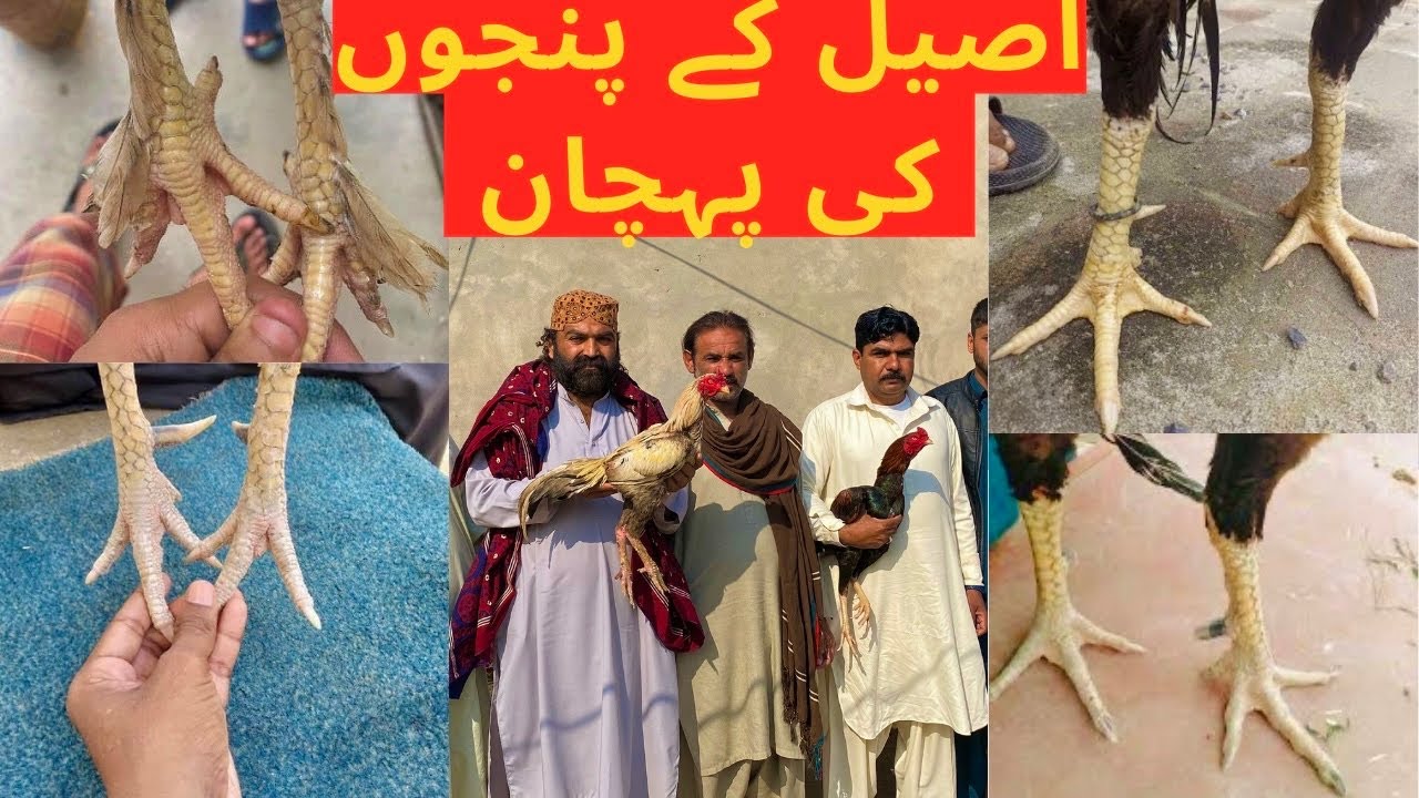 Aseel Kay Panjon Ki Pehchan Konsa Panja Best Hota hai Khula Ya Chota Panja