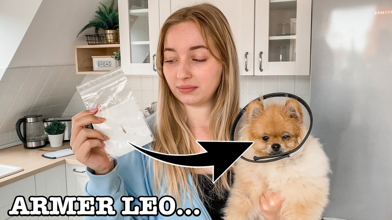 Mit Leo beim Notdienst... erstes mal in Narkose😶