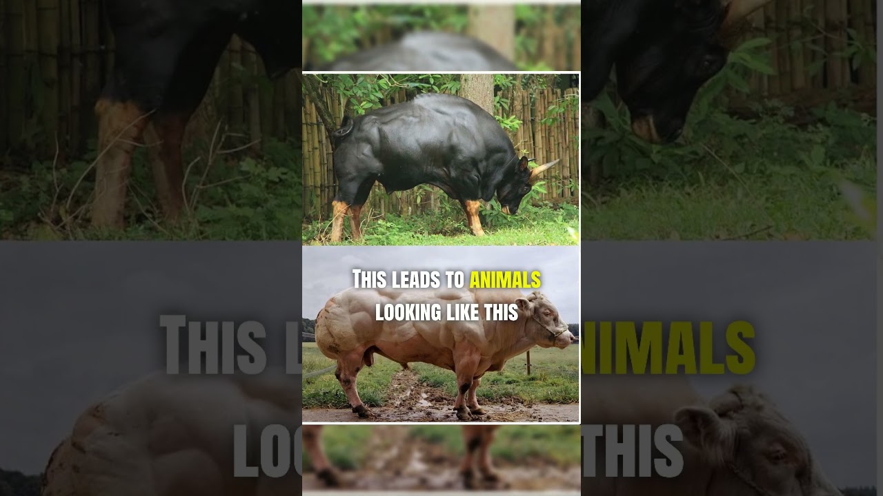 The UNCONTROLLABLE Muscle Growth of These Animals 😱 Myostatin Deficiency | #shorts #animals #muscle