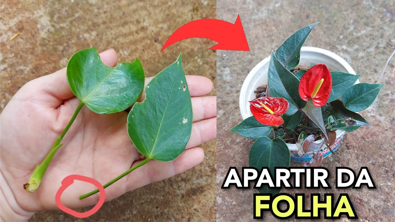 MUDA apartir da FOLHA do ANTURIO, todo o PROCESSO + resultado