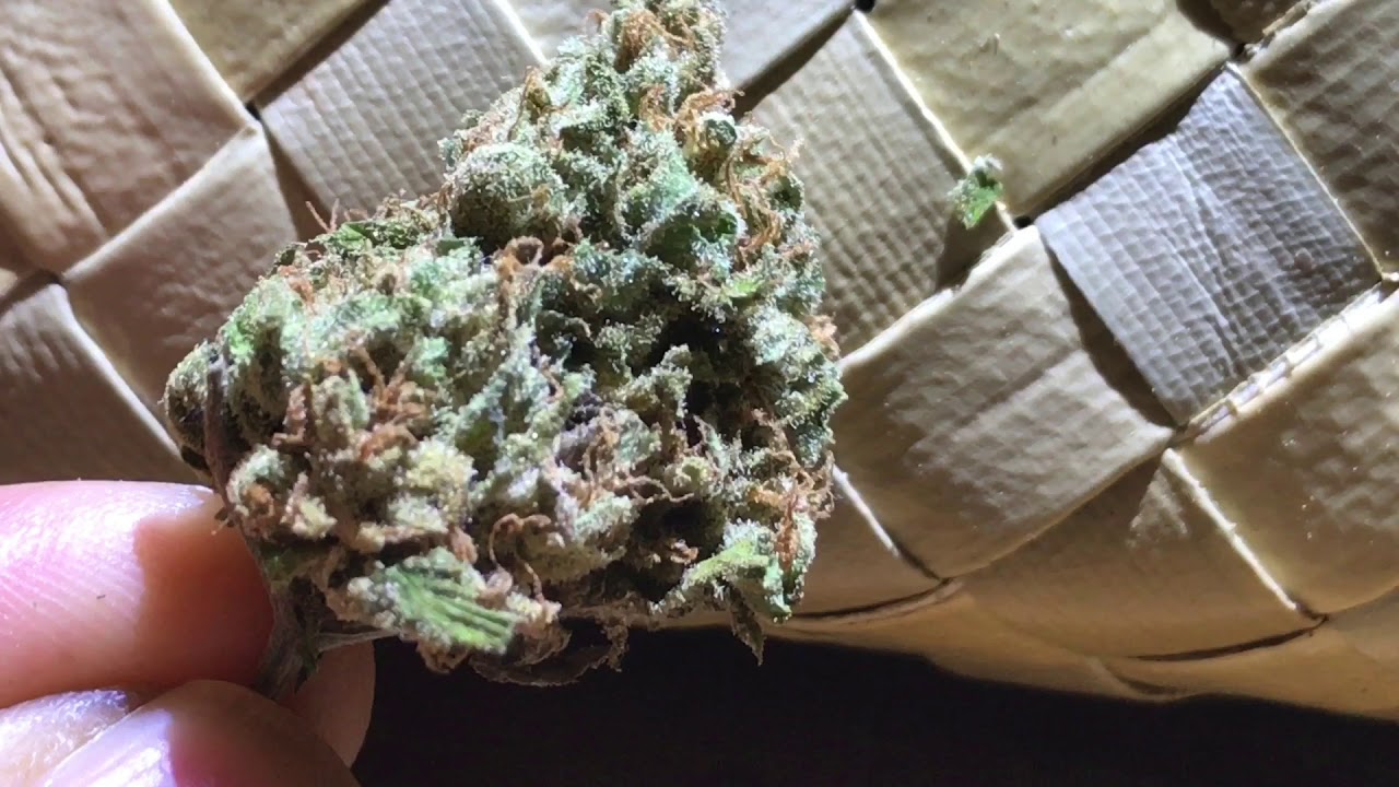 Hawai&rsquo;i Outdoor Cannabis Grow Vol.17