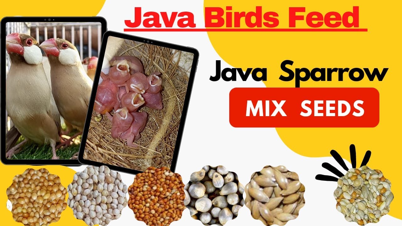Java sparrow mix seeds | Java birds mix seeds | Java birds mix feed #javabirdsfeed #Javasparrowseeds