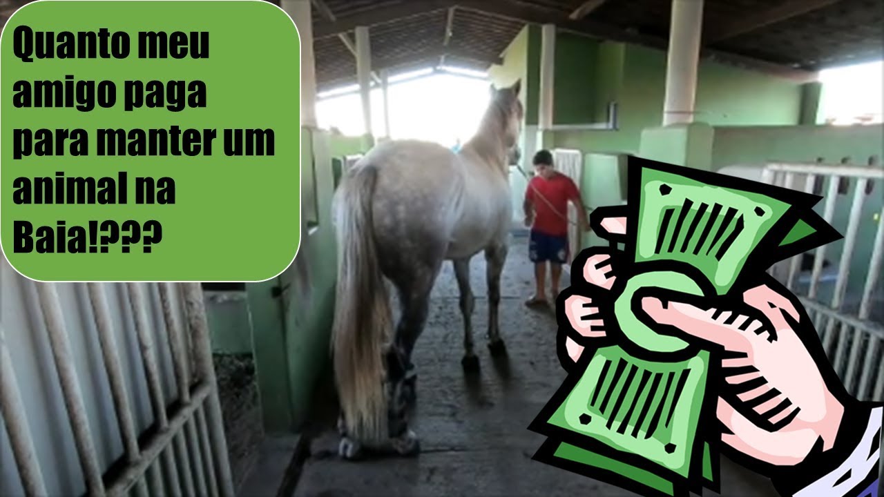Quanto meu amigo paga para manter o Cavalo na baia!? #CavaloVlog