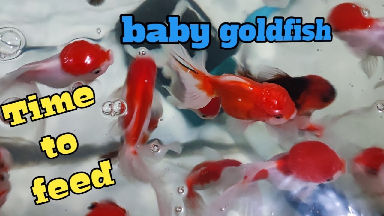 Feeding time for baby goldfish|Afish farm|cute animals|goldfish pond|