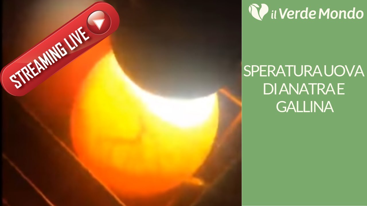 Speratura uova di anatra e gallina