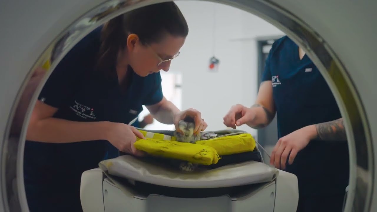 Spinal Surgery at Veterinary Specialists Ireland