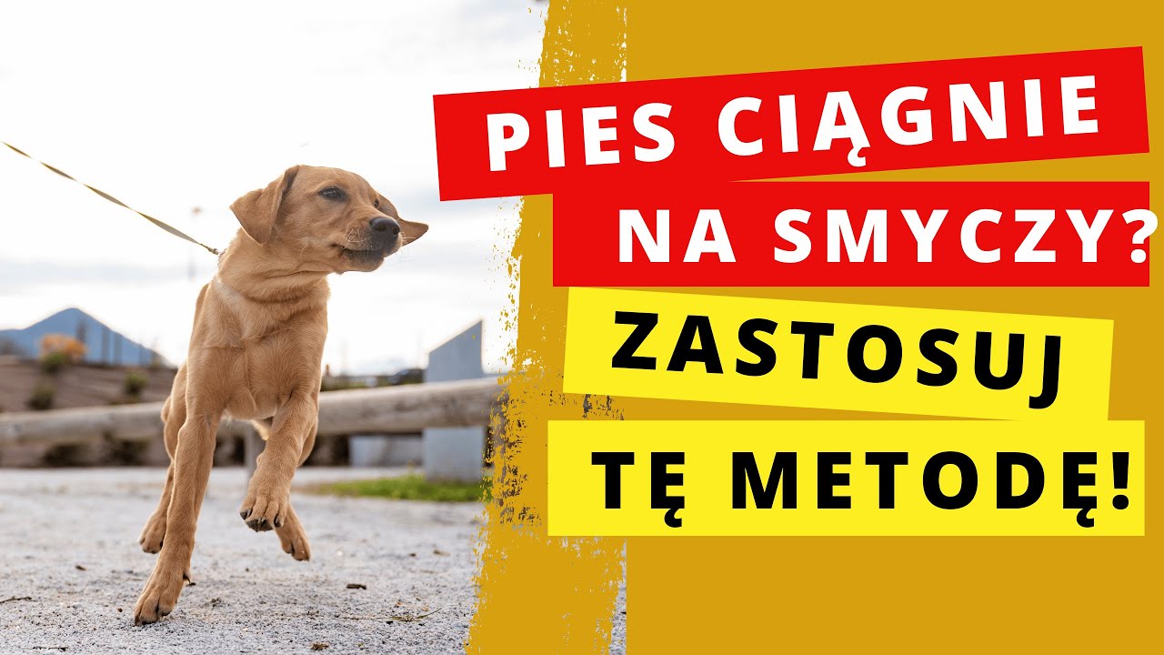 Pozwól psu poprowadzić się podczas spaceru! 🐕😱
