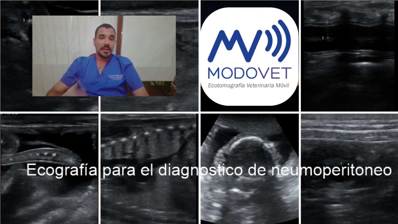 Tutorial: Diagnostico de Neumoperitoneo en caninos mediante ecografia