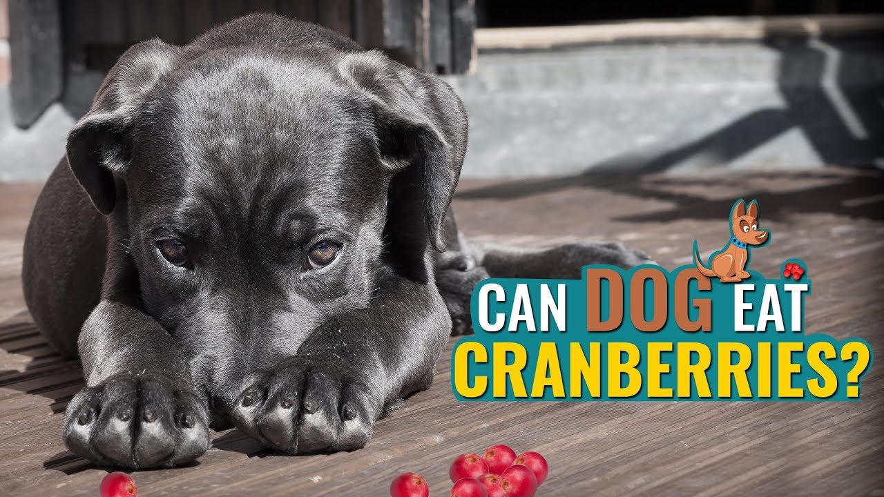 Can Dogs Eat Cranberries? | Petmoo