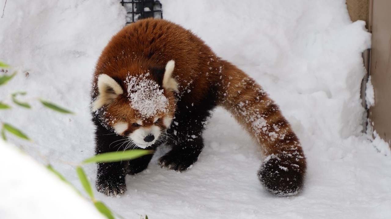しっかりウォーキングして、しっかり昼寝します（円山動物園　レッサーパンダのエイタ）#レッサーパン #redpanda