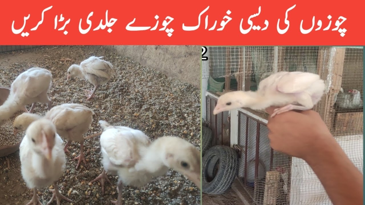 chick ke 4 desi khurak