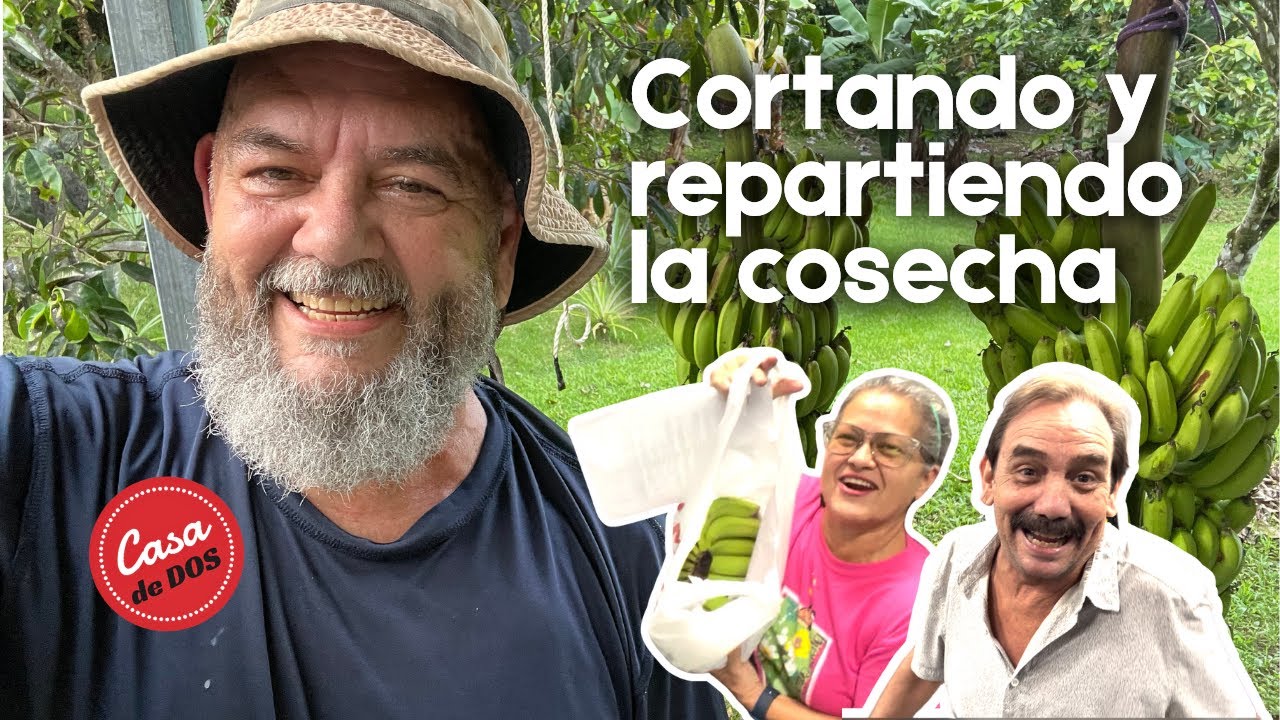 Día De Cosecha: Cortando, Enganchando y Compartiendo Guineos!!!