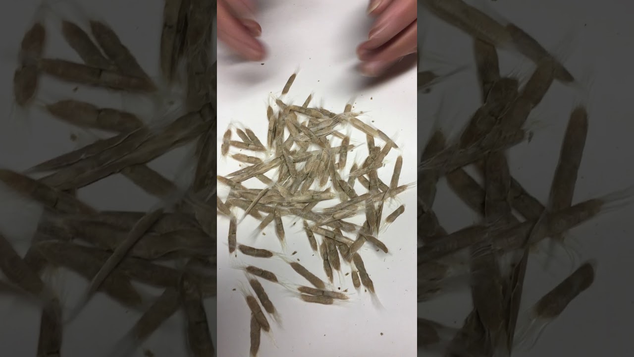Kerstin's Green Thumb   Catalpa Seeds   Nov 2019