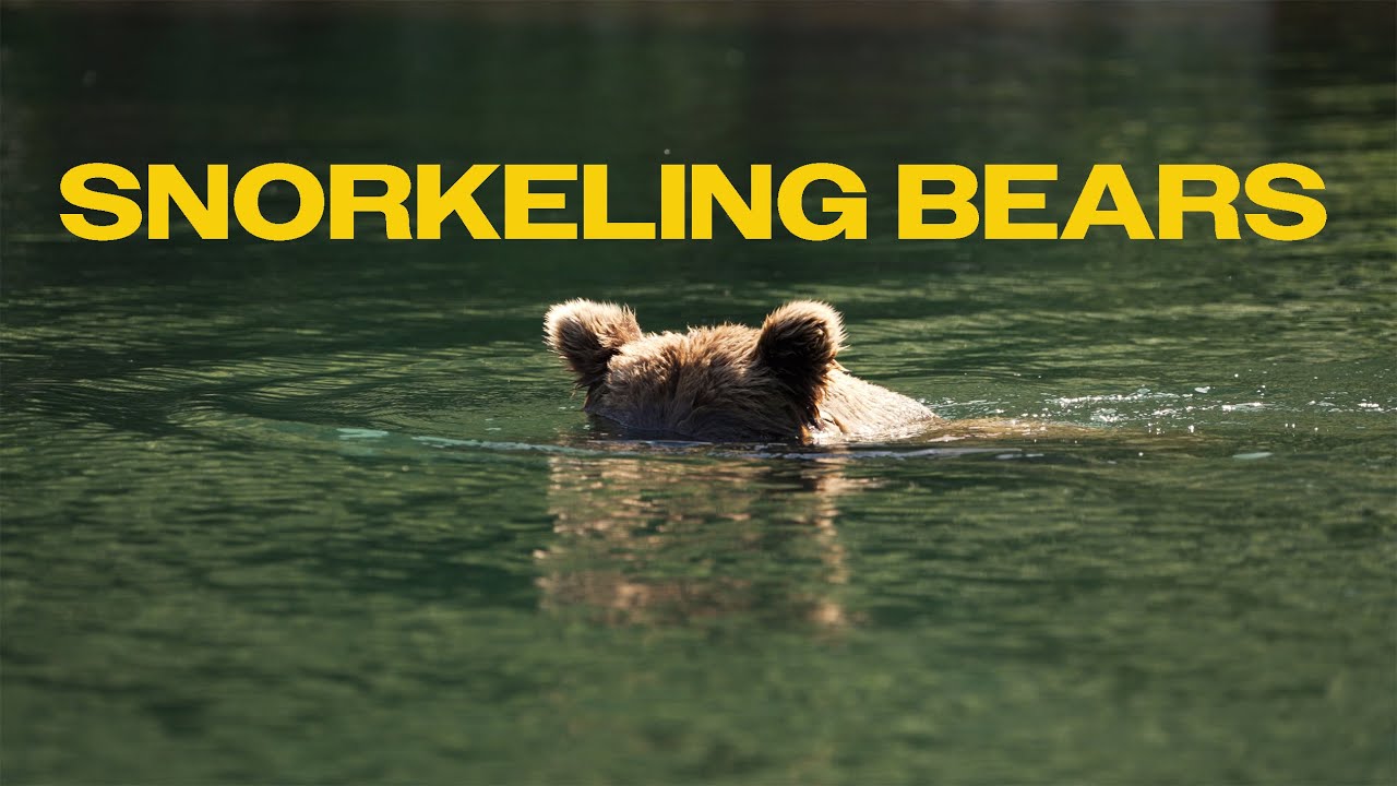 20 Minutes of Alaska Brown Bears Snorkeling for Salmon