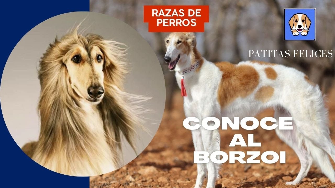La elegancia del Borzoi: una raza de origen ruso