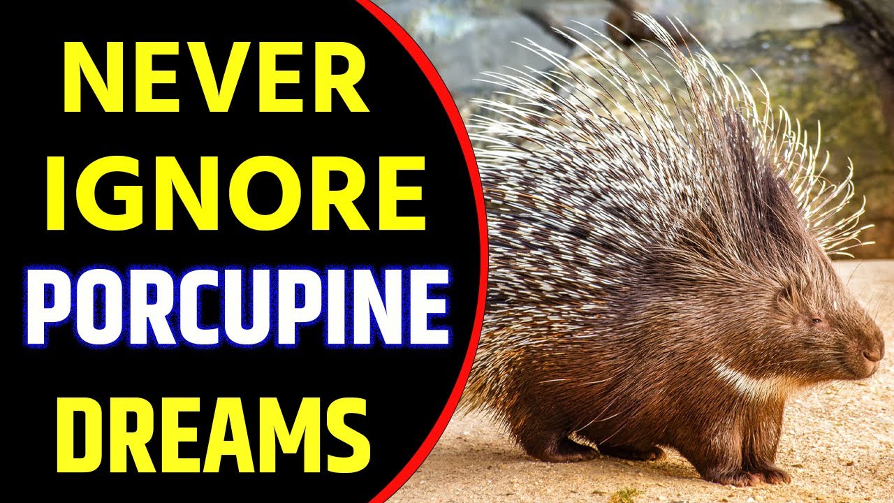 Porcupine in Dream Meaning | Porcupine Dream Interpretation