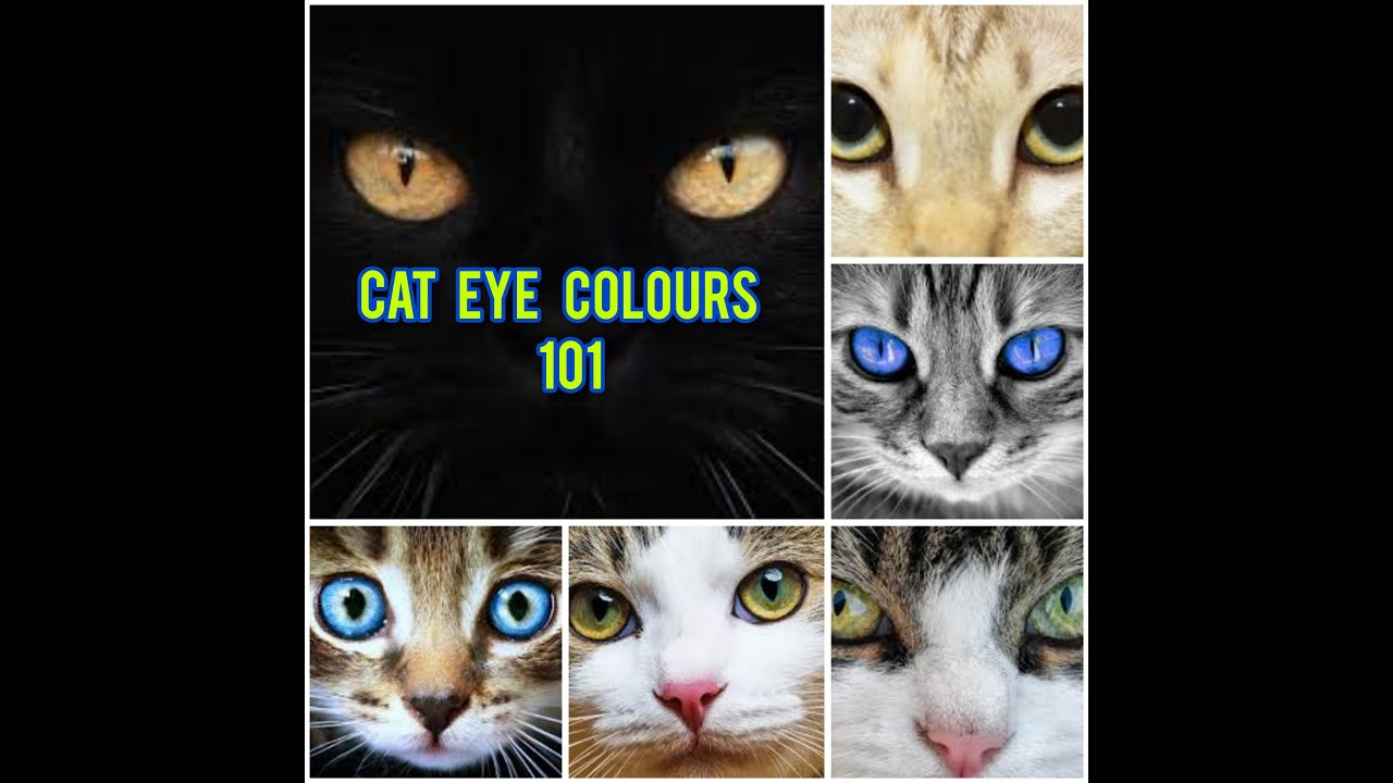 Cat eye colours 101 |  Rare And Common Cat Eye Colours 👀