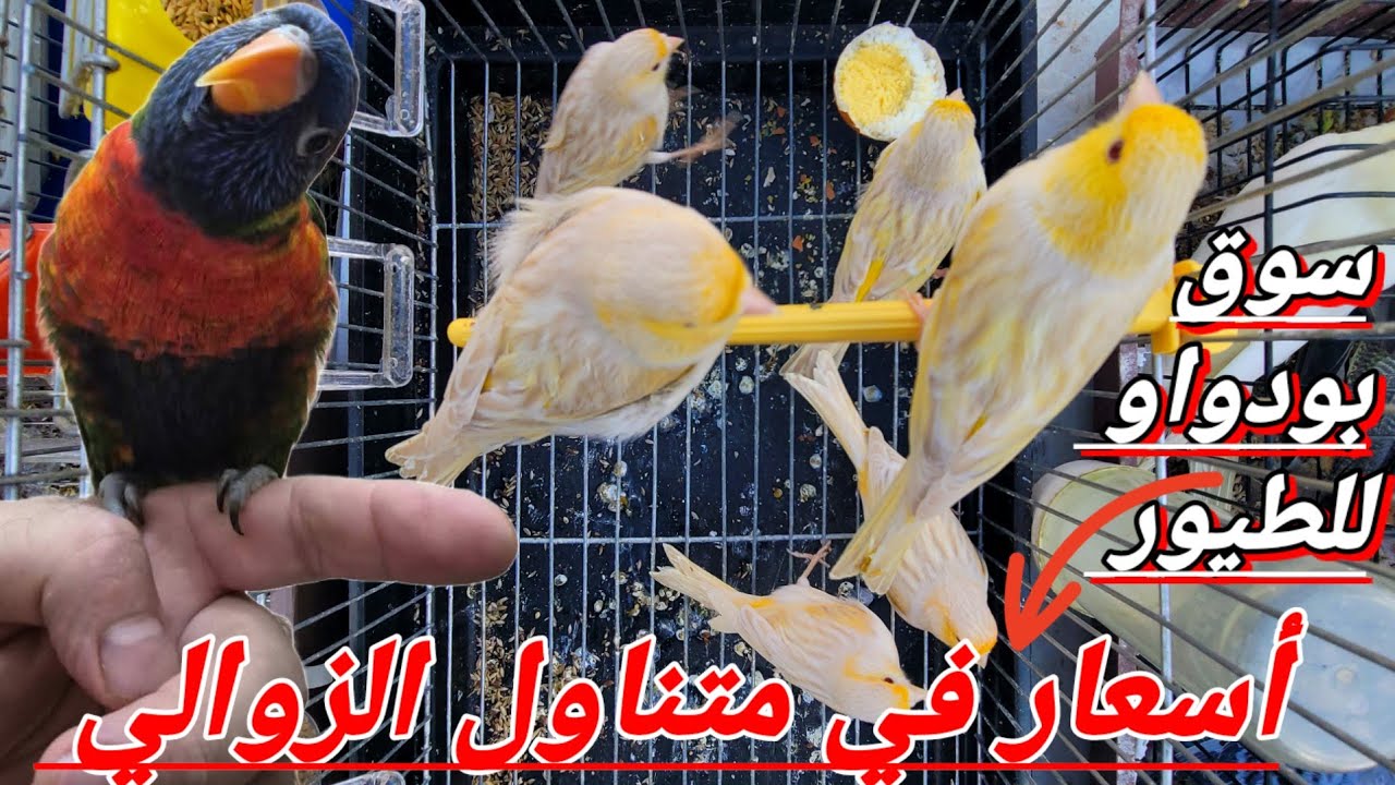 سوق بودواو الوجهة المثالية لبيع أو شراء الطيور الزينة : جميع أنواع الطيور الموجودة و بأحسن الأسعار !