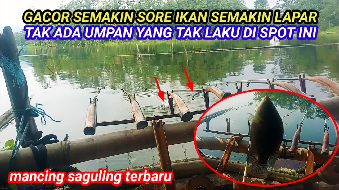 TAK ADA UMPAN YANG TAK LAKU DI SPOT INI SEMAKIN SORE SEMAKIN GACOR || MANCING SAGULING TERBARU 2026