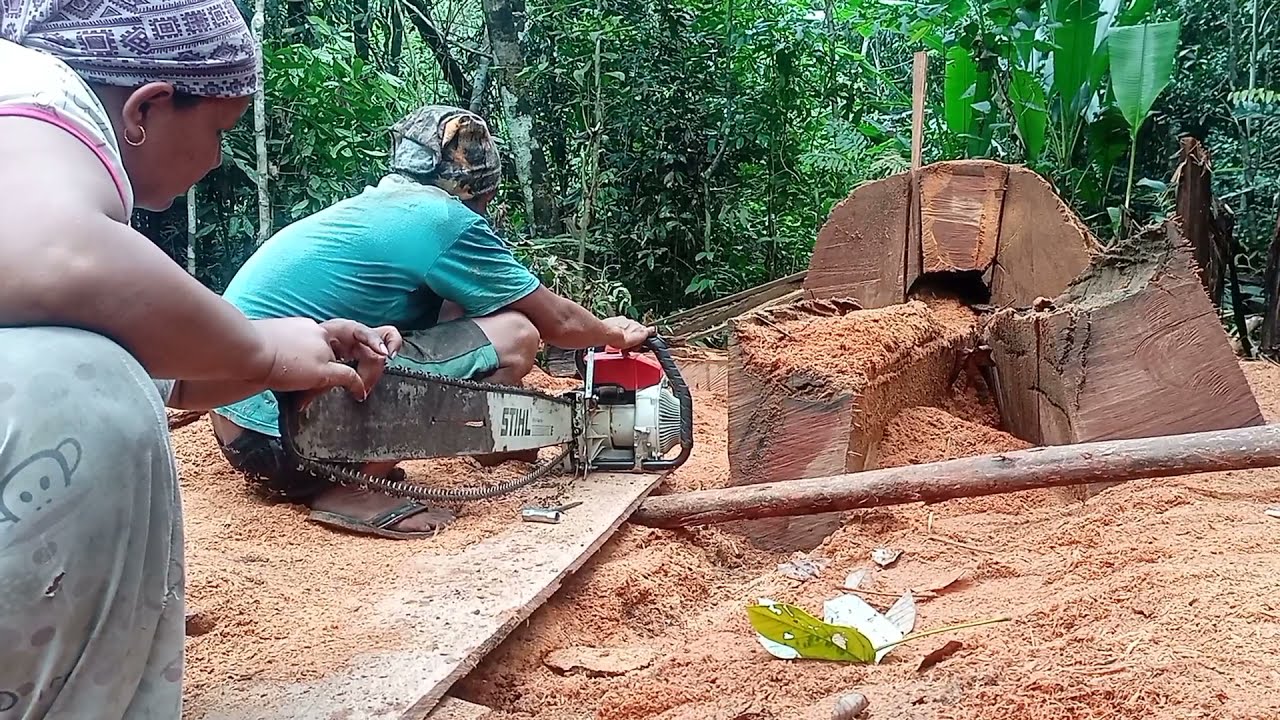 BELAH PAKAI BAR SAMBUNG ❗ POHON BENGKIRAI  | gergaji mesin chainsaw | senso kayu