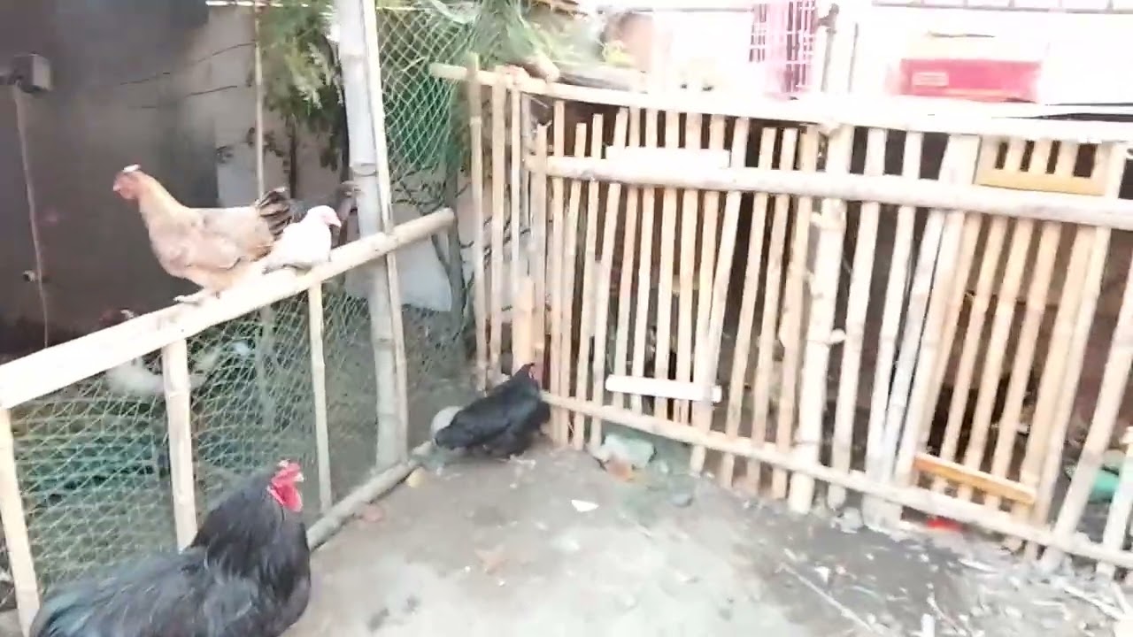 Tanggal pagod pag manok ang kasama