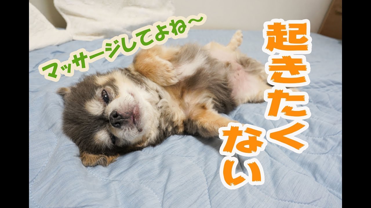 【チワワ】だらしない朝【犬】 / Morning of lazy chihuahua