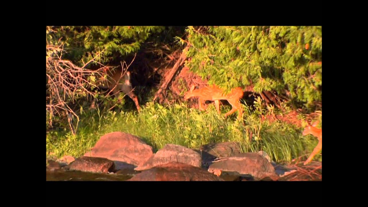 The Musky Hunter TV - Featuring Cedar Lake Lodge