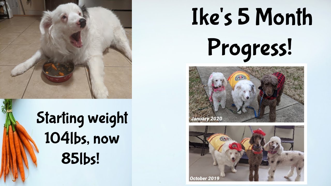 Ike's 5 Month Super Progress