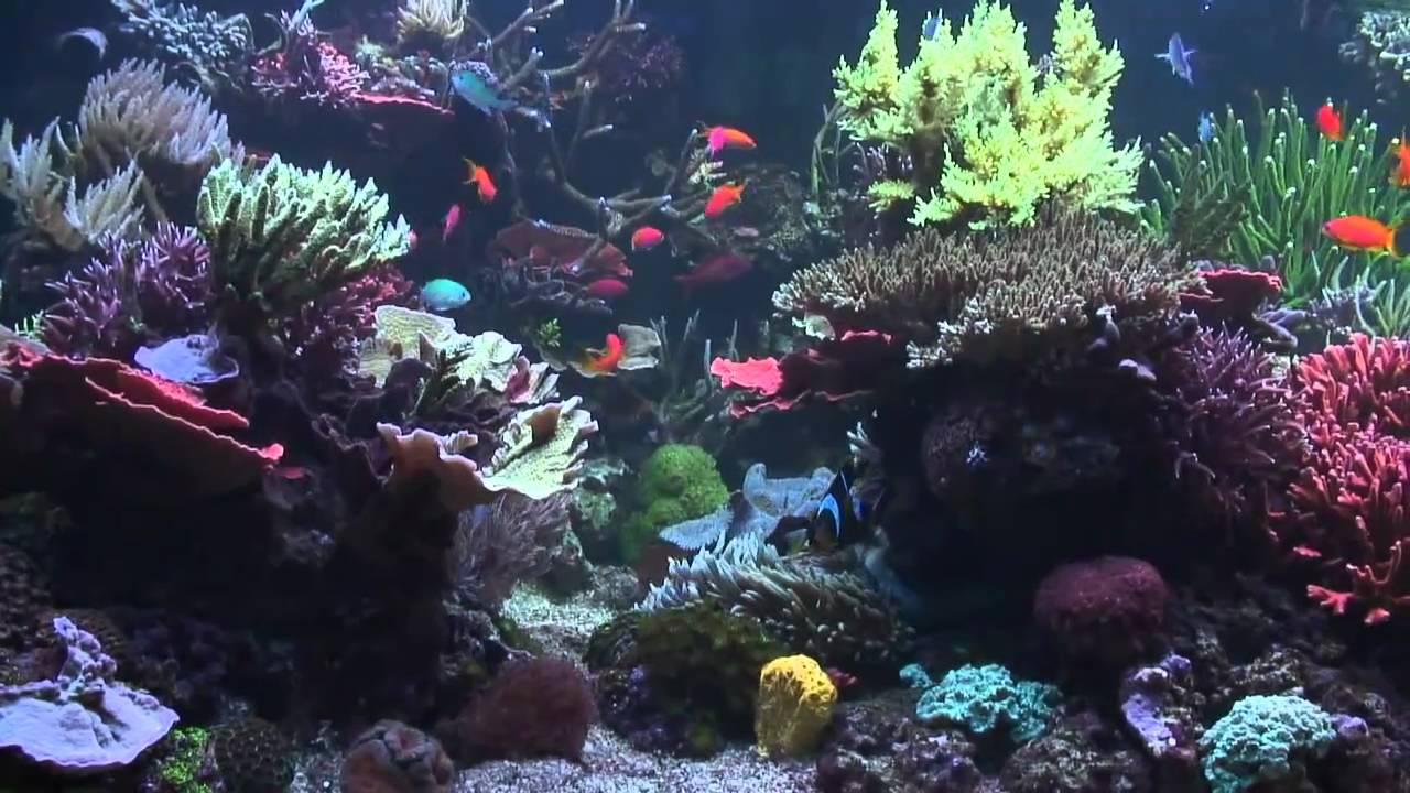 December 2010 Tank720p