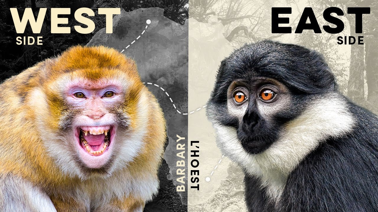 13 Most Captivating African Monkey Species (Epic Road Trip!)
