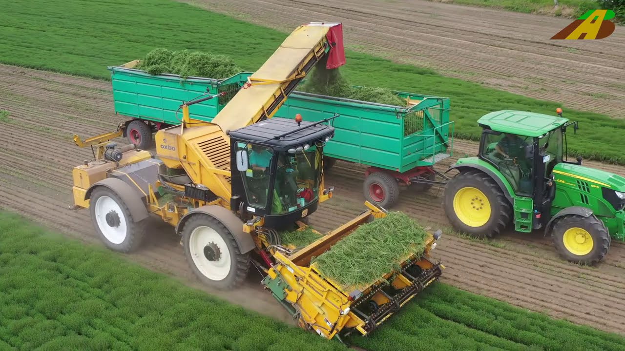Feldgemüseanbau Bohnenkraut ernten - Spezialisierung in der Landwirtschaft - großer Kräutergarten