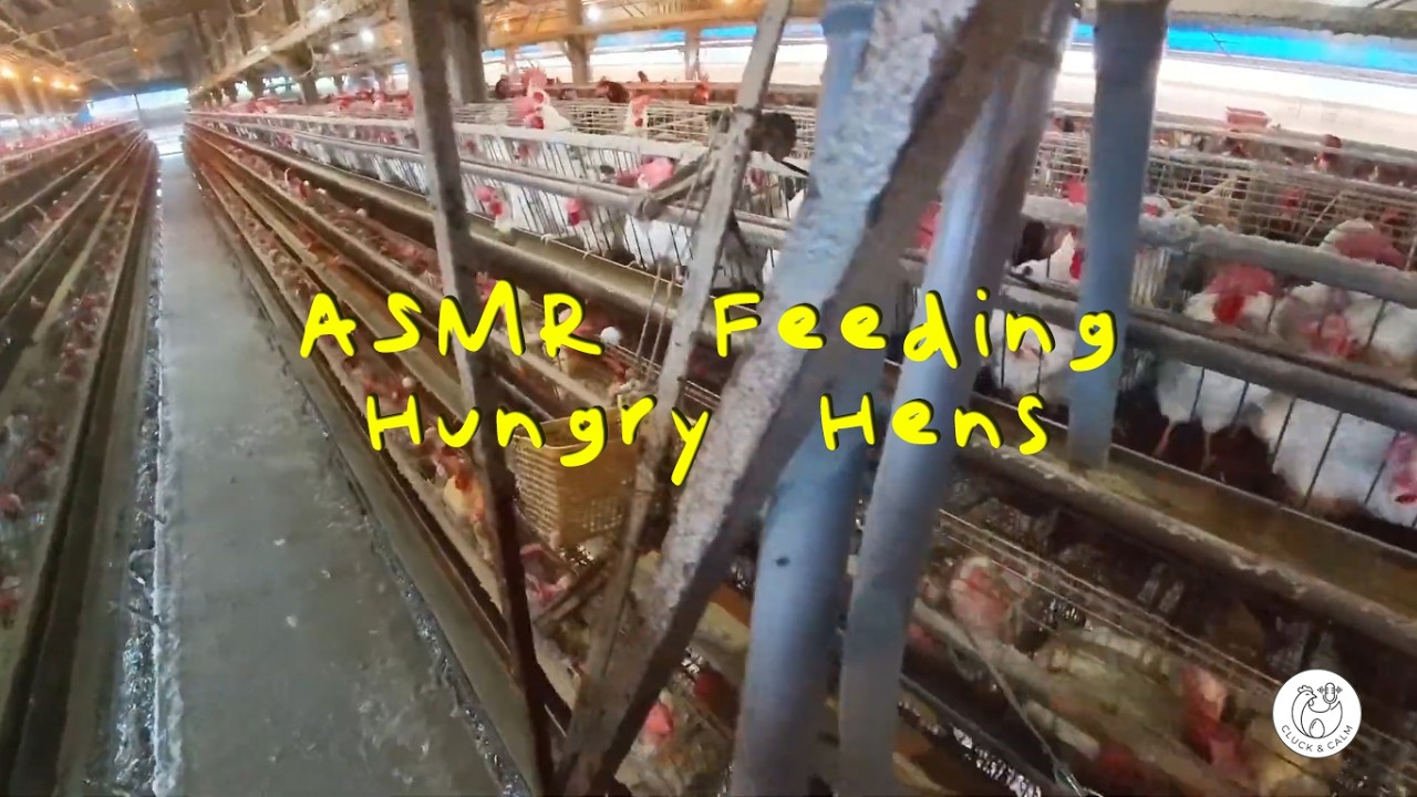 ASMR Feeding Hungry Hens | Satisfying Grain Sounds & Farm Morning Routine