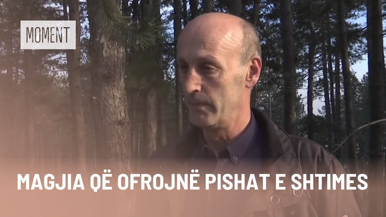 Magjia që ofrojnë pishat e Shtimes