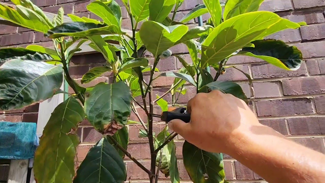 Late Summer Mangoes - Pruning Jackfruit - New Custard Apple