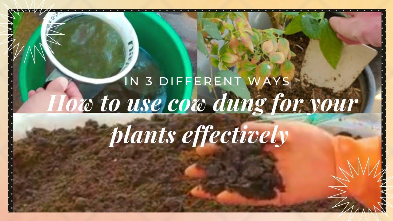 How to use cow dung for plants/ cow dung compost/ liquid cow dung fertilizer/ easy use of cow dung
