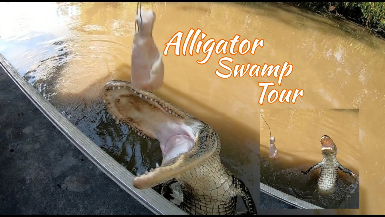 Airboat Alligator Swamp Tour Louisiana | Ragin Cajun Airboat Tour Experience