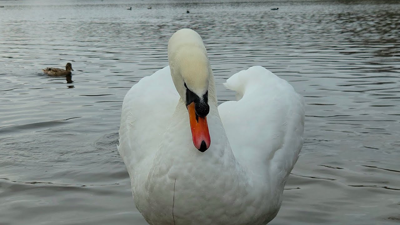 Mute Swan Pair Angus & Ria come over to get fed seeds with mallards 10th February 
