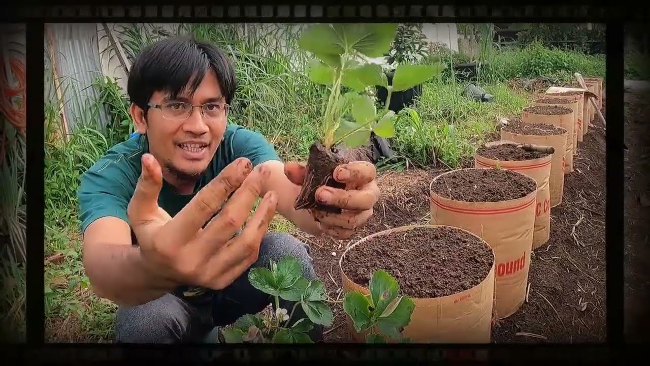 TRAWBERRY || dalam karung NOBELEN ||