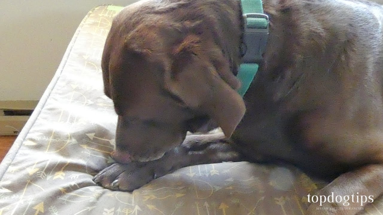 How To Stop Dog From Licking Paws