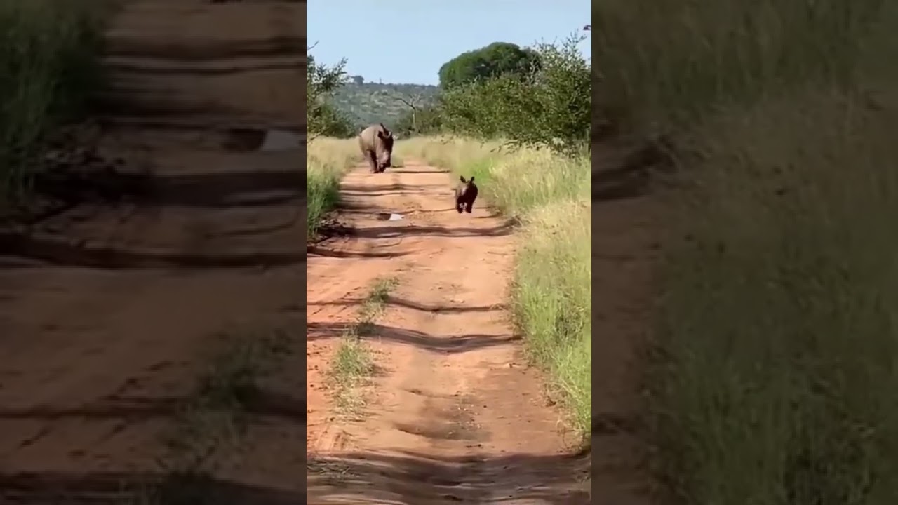 Rinoceronte atacando