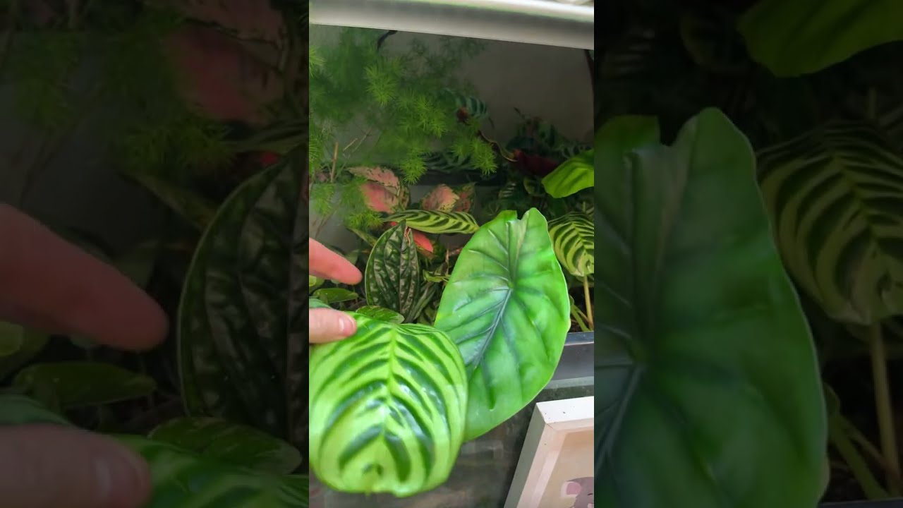 Plant Practitioner is live! Plant Room Feb 2026