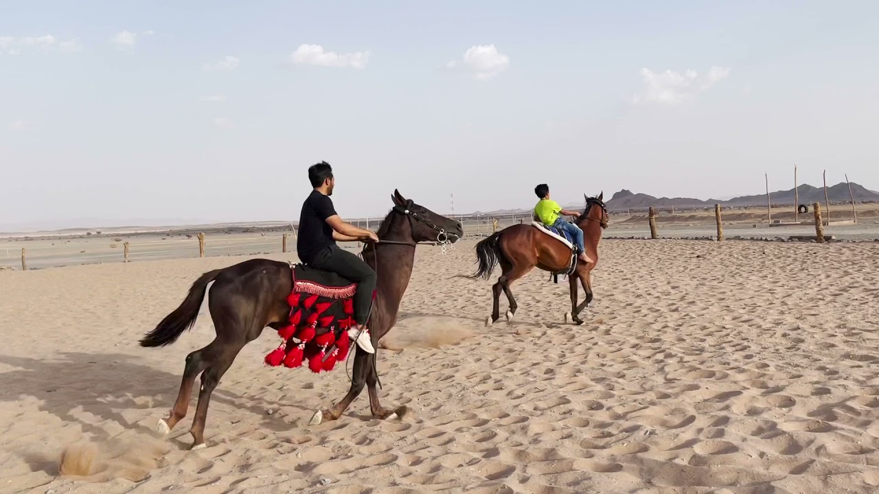 فتح سعد وخاله عواد على الافراس سمحه وكرم|إتقان مهارات الركوب ماشاء الله😍🐎👏🏻4#المحتوى#الرائج
