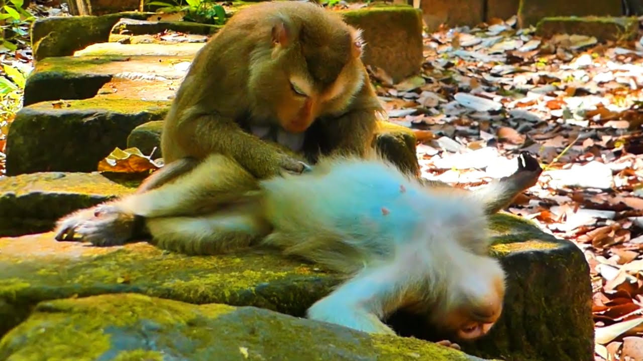 Aunt​ Luna help grooming Rainbow while Rainbow is tired because she is pregnant