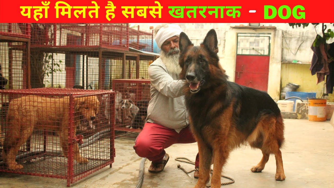 40 साल से कर रहे खतरनाक Dog Business, आज कमा रहे लाखो @@@ Indianfarmingtechnology
