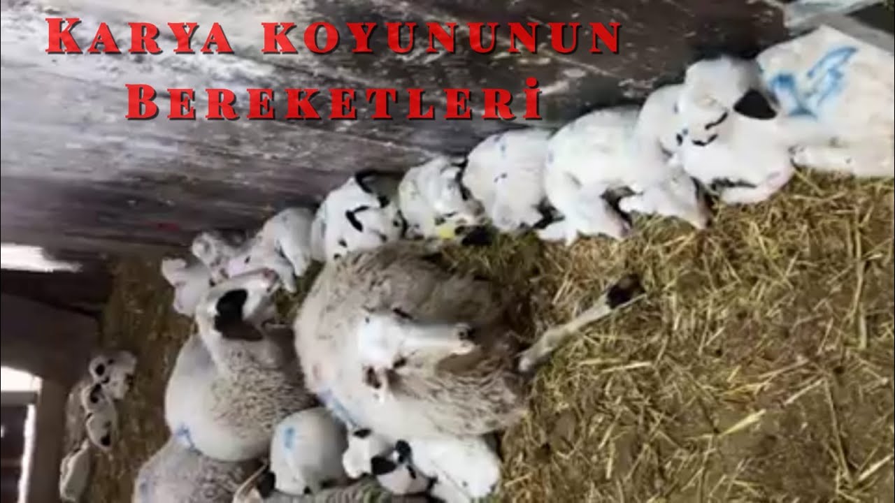 Karya Koyun Irkının Yüksek Döl Verimi