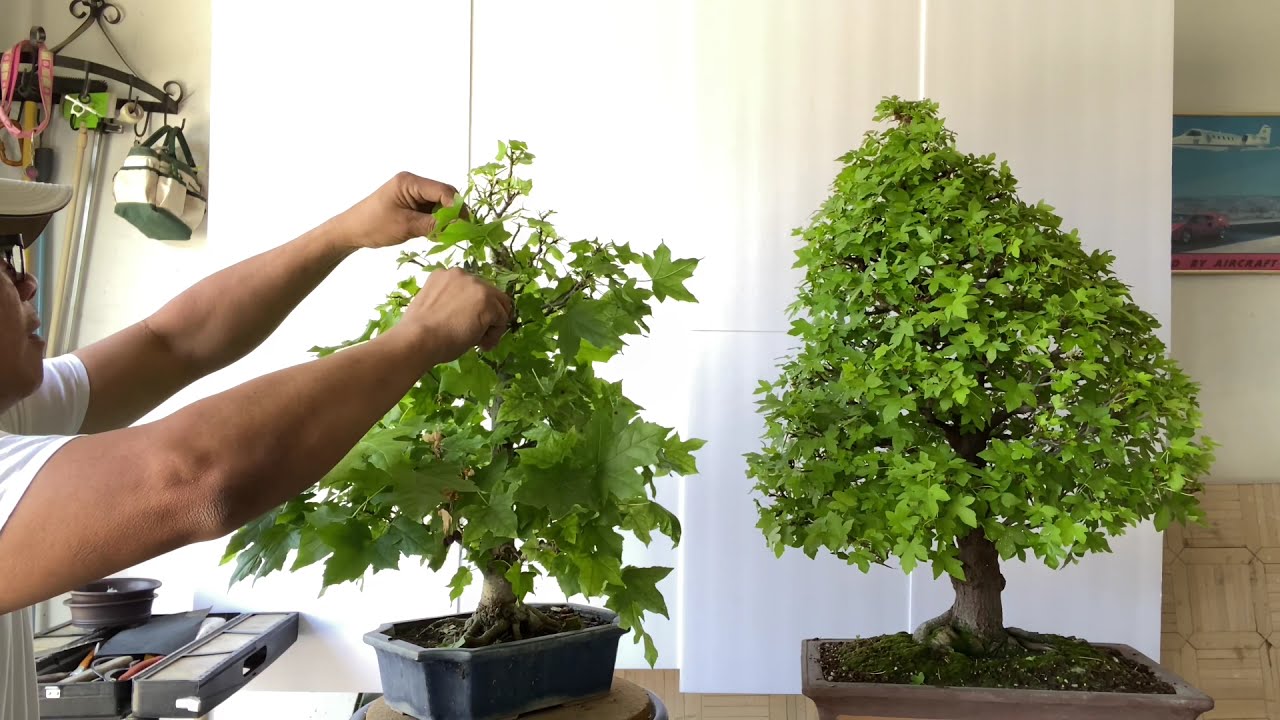 Bonsai A Amber Bonsai Sweet Gum Pruning & Defoliate
