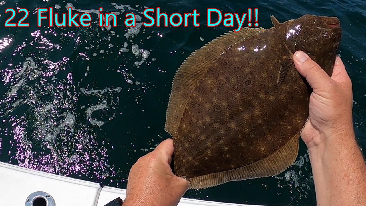 22 Fluke on a short trip!!  #flounder #fluke #fishing