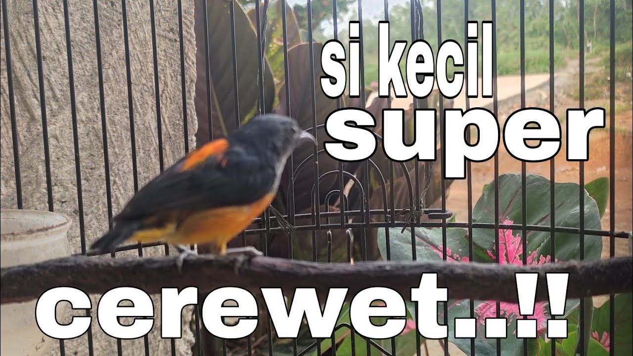 kemade bunga api super ngamuk,cocok untuk masteran dan pancingan burung bahan.