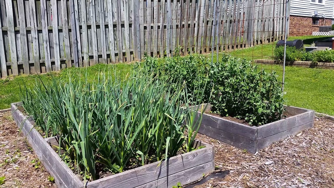 Late Spring 2017 Garden Update